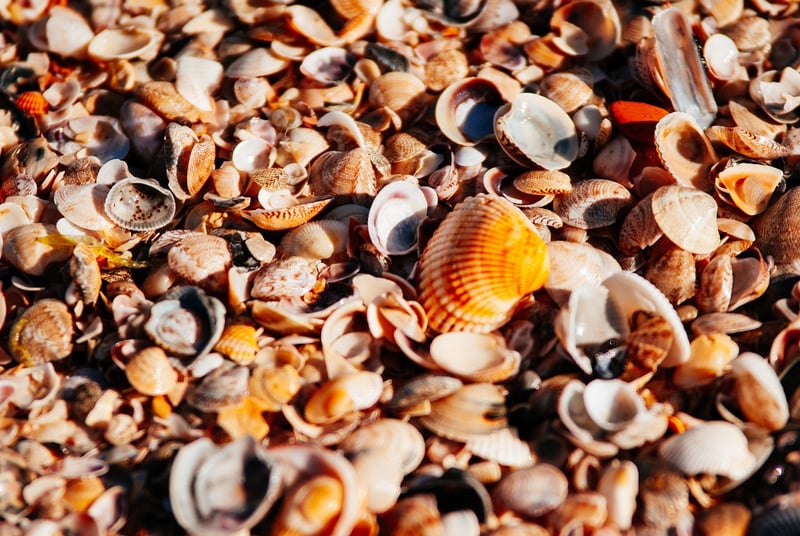 Seashell Accessories