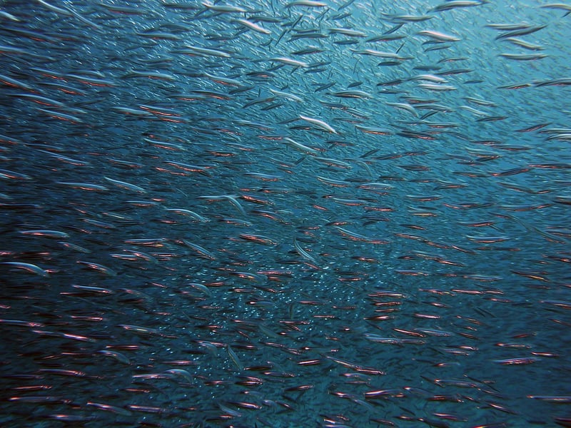 Underwater Wonderland